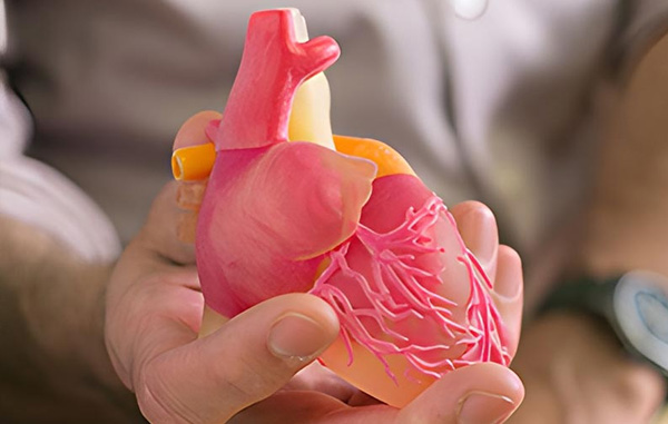 Hand håller fram en 3D-printad anatomisk hjärtmodell – används för medicinsk visualisering, utbildning och kirurgisk planering